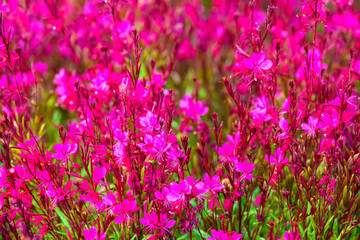 Obraz premium beautiful blooming red blur flowers background, closeup