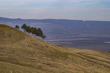 Spruce grove on the hillside