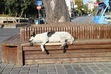 Resting dog on bench in Istanbul, Turkey