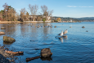 Three Roosting Seagulls 3