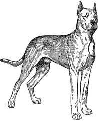 Vintage drawing Dog Dogge