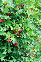 Red viburnum berries