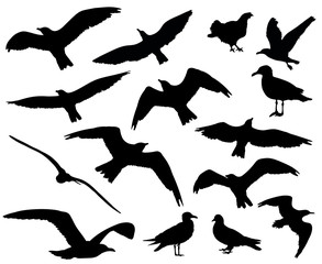 Set of birds silhouettes 15 in 1 on white background. Vector illustration