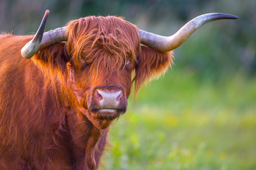 a red haired Scottish highlander cow close up of her head showing her long horns.