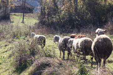 sheep on the way to pasture