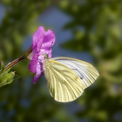 Butterfly Green-veined White (Pieris napi) on Great Willowherb (Epilobium hirsutum)