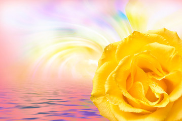 Fototapeta na wymiar Rose flower close up