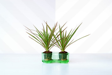 Still life of two Kantdracena plants in a green glass pot.