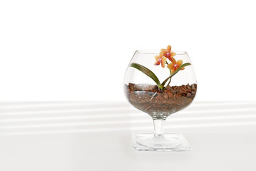 Orchid in a glass vase.