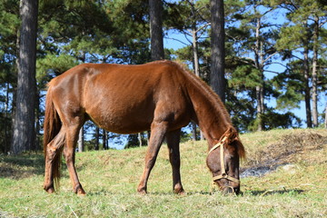 Fototapeta premium a brown horse is grazing grass on the hill of pine forest in Dalat, Vietnam