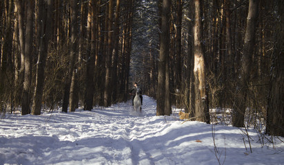 верховая лошадь, наездник, скакун, белая лошадь, верховая езда, всадник © Dmitry Churbanov