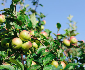 Red apples on the branch of an apple-tree