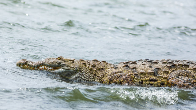 A large crocodile is entering a lake with his sharp and pointy teeth clearly visible.