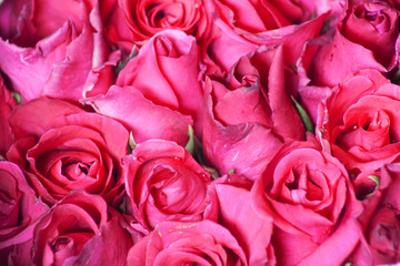 Red rose