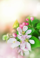 Fototapeta na wymiar Spring background with blossom flowers