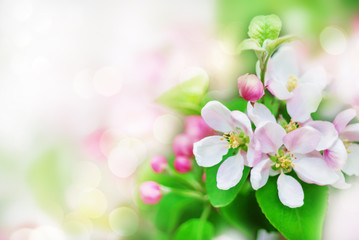 Spring background with blossom flowers