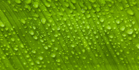 A pattern of water drops on a fresh green palm leaf with diagonal patterned stripes. 
