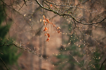 Spring trees in the park. April fresh leaf.