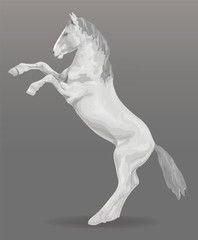 Horse white