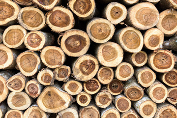 Background of dry teak logs stacked up on top of each other in a pile