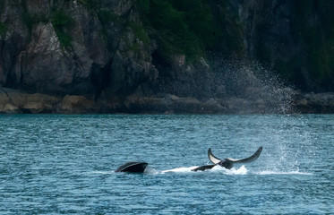 Obraz premium Belly up Orca Slamming Tail