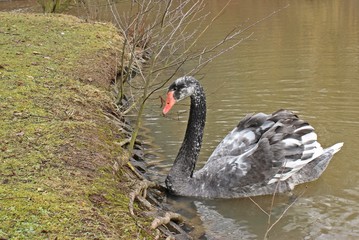 Obraz premium Hybridschwan (Cygnus atratus x olor), Kreuzung zwischen Höckerschwan (Cygnus olor) und Trauerschwan (Cygnus atratus)