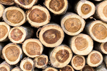 Background of dry teak logs stacked up on top of each other in a pile