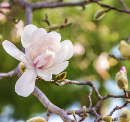 Obraz premium Magnolia pink flower