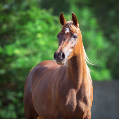 Arabian horse portrait on green background