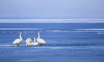 Beautiful swans resting in the water