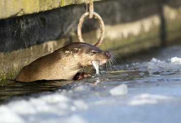 Otter eating fish in winter