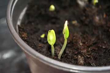 Two-day cucumber sprouts in the pot with substrate.