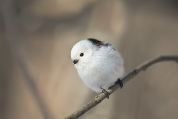 long-tailed tit sitting on a tree branch in winter