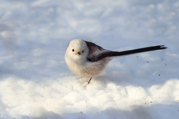 long-tailed tit sitting on a white fluffy snow