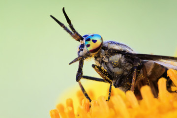 insect gadfly with big eyes sitting on a flower
