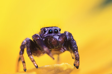 spider horse on the yellow flower petal