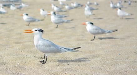 flock of seagulls on the beach