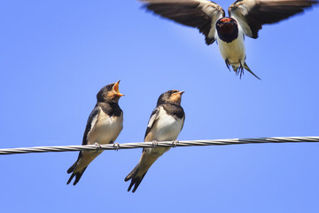swallows Chicks fight on the wires waiting for mom