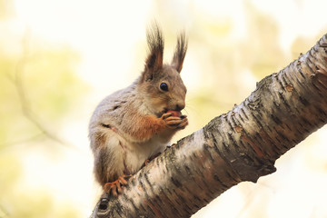 cute red squirrel eating nuts on a tree in the Park