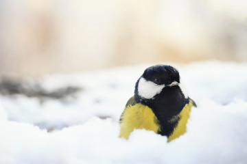 Obraz na płótnie Canvas bird chickadee peeks out from behind snow drift