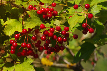 Close up of bunch of red berries of a Guelder rose. Viburnum shrub on a sunny day 
