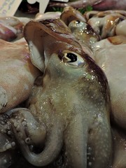 eye of the squid,Spain