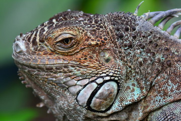 A close up portrait of an iguana