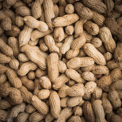 fruits of groundnut