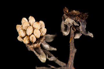 Blackberry (Rubus fruticosus) gone to seed. A berry on a bramble plant in the family Rosaceae, which escaped the attention of birds and pickers, in winter
