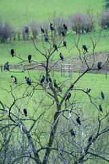Obraz premium Cormorants (Phalacrocorax carbo) roosting in tree on farmland. A large number of seabirds in a tree inland in Somerset 
