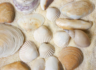 sea shells with sand as background