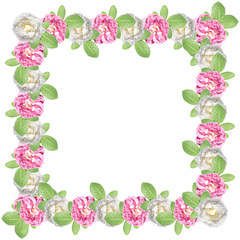 Pink and white roses on a white background. Isolated 