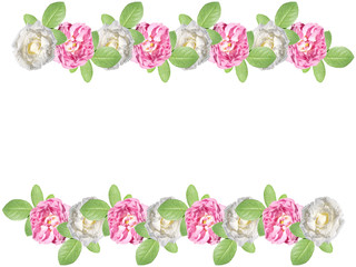 Pink and white roses on a white background. Isolated 