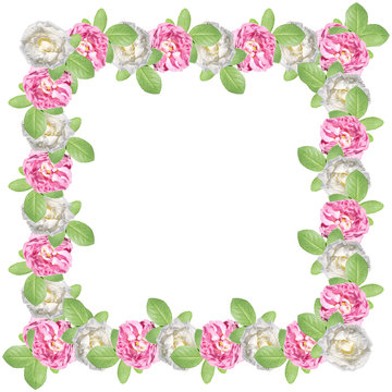 Pink and white roses on a white background. Isolated 